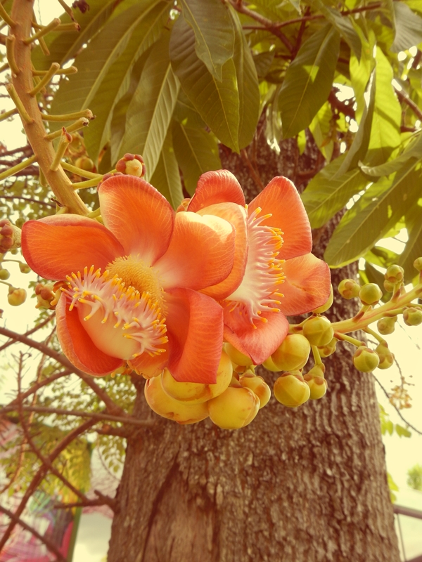 web malysia nature 13