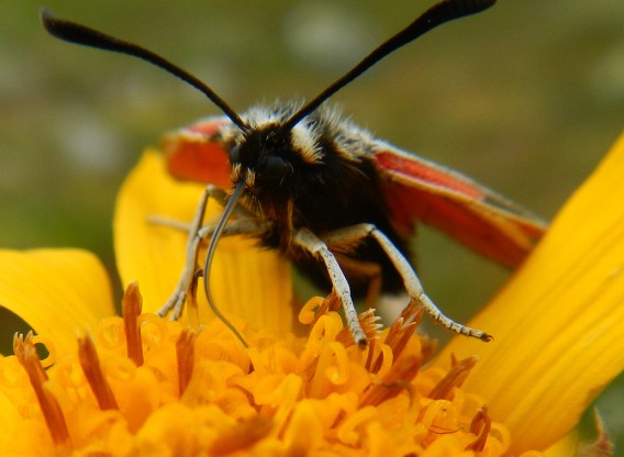 web medel nature 4 copy